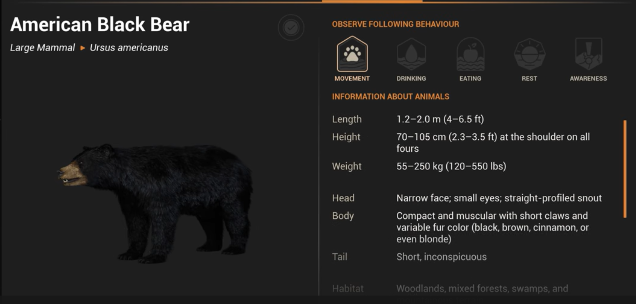 Amerikanischer Schwarzbär